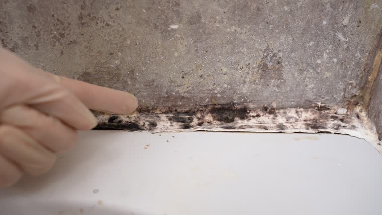 Best Commercial Mold Inspection  in Trinity, NC